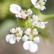 Acker-Haftdolde - Caucalis platycarpos (Bild: W. Wohlers, JKI)