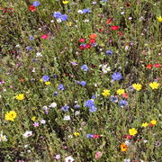 In Blumenwiesen fehlt die Kornblumen eigentlich nie, da sie zuverlässig keimt. (Bild: W. Wohlers, JKI)