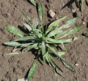 Im Herbst gekeimte Pflanzen haben im Frühjahr eine ausgeprägte Rosette. Hier etwas verschlämmt nach einem starken Regenschauer. (Bild: W. Wohlers)