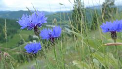 Kornblume: Standort – Thayne Tuason, CC BY-SA 4.0