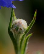 Die Knospe ist aus den Blättern herausgewachsen. (Bild: W. Wohlers, JKI)