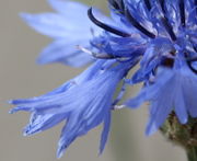 Die äußeren, großen Blüten sind nur Dekoration, mit der Insekten angelockt werden. Antheren und Narben fehlen. (Bild: W. Wohlers, JKI)