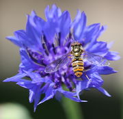 Die Hainschwebfliege, Insekt des Jahres 2004, sucht nach Nektar oder nimmt Pollen auf. (Bild: W. Wohlers, JKI)