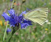 Die Kornblume wird von vielen Insekten besucht. (Bild: Arno Littmann, JKI)