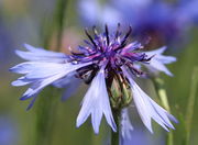 Die Blüten verblassen mit zunehmendem Alter. Die Antherenröhren der Röhrenblüten haben sich noch nicht geöffnet. (Bild: W. Wohlers)