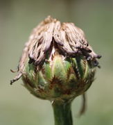 Verblüht. Regen hat die Kronblätter an den Samenkorb angeklebt. Der Samenkorb misst ca 1 cm im Durchmesser. (Bild: W. Wohlers, JKI)