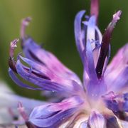 Die fünfzähligen Röhrenblüten sind ganz freigelegt und man sieht, dass auch sie bis zur Hälfte zusammengewachsen sind. (Bild: W. Wohlers)