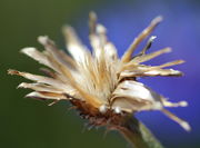 Der Samenkorb hat sich schon etwas geleert, nur noch der Pappus eines Samens und die Spreublätter ragen noch aus dem Korb. (Bild: W. Wohlers)