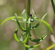 Ein mittleres Blatt mit dem ersten Blatt eines Seitentriebs. (Bild: W. Wohlers)