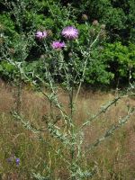 Centaurea stoebe habitus.jpeg