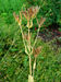 Centaurium erythraea 001.JPG