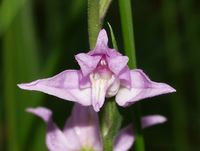 Blüte spiegelsymmetrisch: Rotes Waldvöglein Cephalanthera rubra