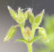 Dichasiale Blütenanordnung: Die ersten beiden Nebentriebe bestehen wiederum aus einer zentralen Blüte und zwei Nebentrieben. (Bild: W. Wohlers)