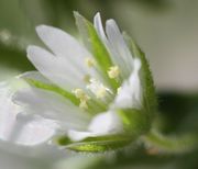 Die weißen Blüten sind 8 mm groß. Der gelbe Pollen sieht ziemlich klebrig aus. (Bild: W. Wohlers)