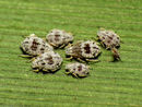 Cereal Aphids (15876816040).jpg