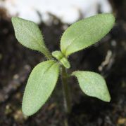 Die 1 cm langen Keimblätter sind gestielt, rautenförmig und am Rand drüsig behaart. (Bild: W. Wohlers, JKI)