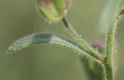 Die oberen Blätter sind schmal lanzettförmig. Die ganze Pflanze trägt lange Drüsenhaare. (Bild: W. Wohlers, JKI)