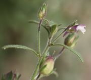 Knospen, Blüten und Früchte stehen aufrecht. (Bild: W. Wohlers, JKI)