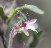 Die Blüte hat einen langen Sporn. Kelchblätter und Stiel sind drüsig behaart. (Bild: W. Wohlers, JKI)