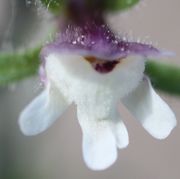 Die 3 mm breite Oberlippe der Blüte trägt lange, aber nicht drüsige Haare. (Bild: W. Wohlers, JKI)