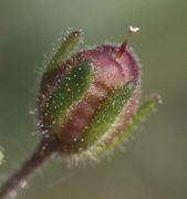 Die Samenkapsel ist fast rund, hier ca 7 mm lang. (Bild: W. Wohlers, JKI)