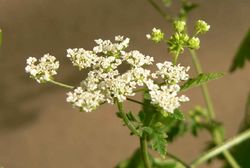 Hecken-Kälberkropf: Blüte – Philipendula, CC BY-SA 3.0
