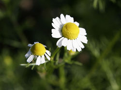 Echte Kamille: Blüte – fir0002 flagstaffotos.com.au, GFDL 1.2