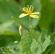 Links zwei Knospen, dann eine junge Frucht und eine Blüte, in der wie bei allen Mohngewächsen der 3mm lange Fruchtstand schon zu erkennen ist. (Bild: W. Wohlers, JKI)