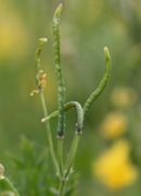 Die Samenkapseln sind schotenförmig und stehen aufrecht. (Bild: W. Wohlers, JKI)