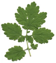 Großes Schöllkraut: Laubblatt – Sigman, Public Domain