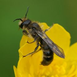 Glockenblumen-Scherenbiene: Männchen - Martin Andersson, CC BY-SA 3.0