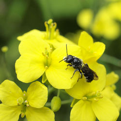 Glockenblumen-Scherenbiene: Alttier (adult) - linsepatron, CC BY-SA 2.0