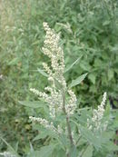 Chenopodium album01.jpg