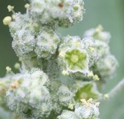 Die Blüten sind fünfstrahlig. (Bild: W. Wohlers, JKI)