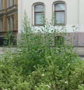 Im öffentlichen Grün fällt er sehr auf. (Bild: W. Wohlers, JKI)