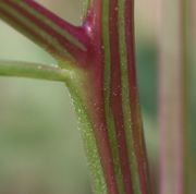 Die kahlen Stängel sind stumpfkantig und häufig rot gestreift. (Bild: W. Wohlers, JKI)