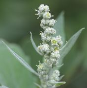 Der Blütenstand fällt durch die große Anzahl von Blütchen auf. Die Blüten stehen in Knäueln. (Bild: W. Wohlers, JKI)