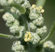 Ein Blütenknäuel besteht aus sechs oder sieben Blüten. (Bild: W. Wohlers, JKI)