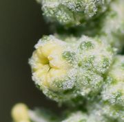Die Blüte öffnet sich gerade. Die gelben Antheren sind sichtbar. (Bild: W. Wohlers, JKI)