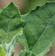 Das Blatt hat nur wenige versenkte Adern. (Bild: W.Wohlers)