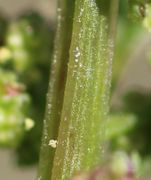 Der Stängel ist vierkantig und leicht geriffelt. Hier sind auch einige wenige der für Chenopodiaceen typischen Blasenhaare zu sehen. (Bild: W. Wohlers)