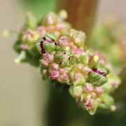 Die Blüten sitzen wie bei Chenopodiaceen üblich in Knäueln. (Bild: W. Wohlers)