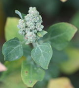 Die Blüten stehen eng bei einander. (Bild: W. Wohlers)