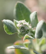 Aus den Knospen wachsen zuerst zwei weiße Narbenäste. (Bild: W. Wohlers, JKI)