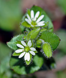 Blüte und Blätter – André Karwath, CC BY-SA 2.5