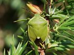 Chlorochroa juniperina:  User: Kleine Halle - Eigenes Werk