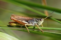 Feldgrashüpfer-Männchen - Gilles San Martin, CC BY-SA 2.0