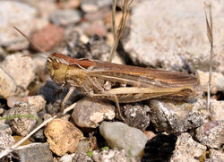 Feldgrashüpfer-Weibchen - Quartl, CC BY-SA 3.0