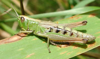 Chorthippus parallelus 8586.jpg