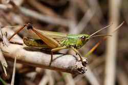 Gemeiner Grashüpfer-Männchen - Gilles San Martin, CC BY-SA 2.0